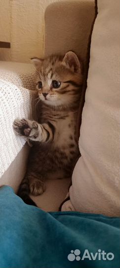 Шотландский кот