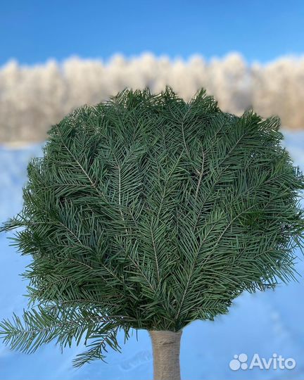 Пихтовый веник опт