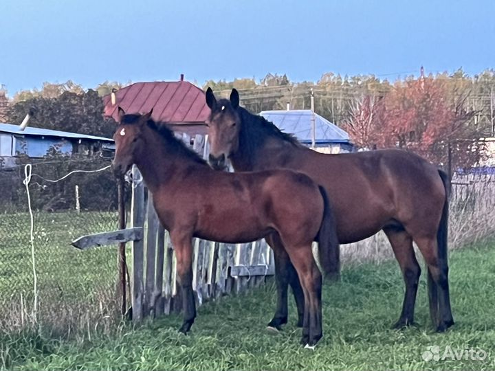 Продажа лошадей