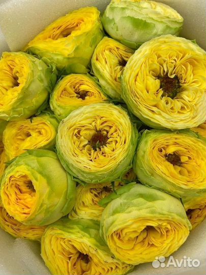 Пионовидная роза букет цветы