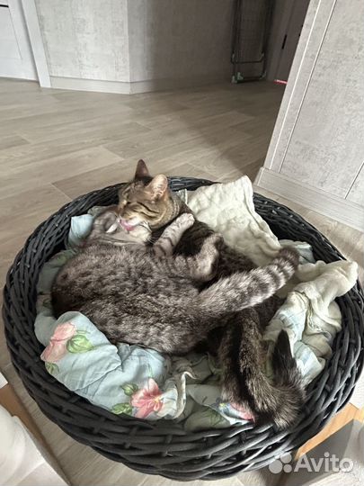 Лежанка для кошек и собак из ротанга