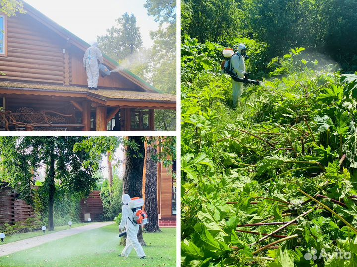 Обработка участка от клещей, дезинфекция