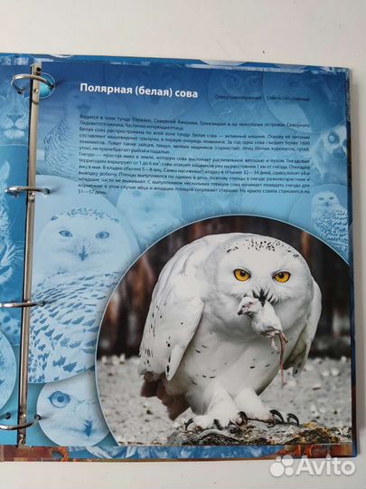 Коллекция монет 