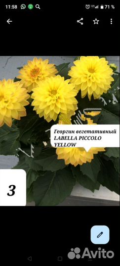 Георгины вегетативные