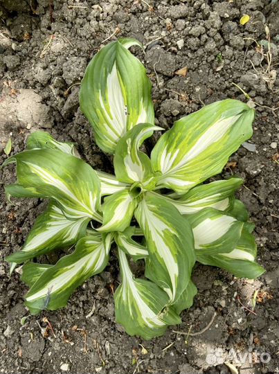 Растения для сада