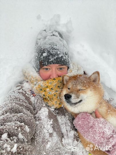 Передежка домашних собак, зооняня