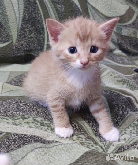 Котята в добрые руки бесплатно