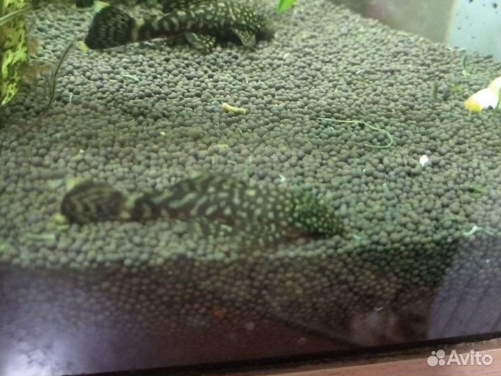 Сомики анциструсы