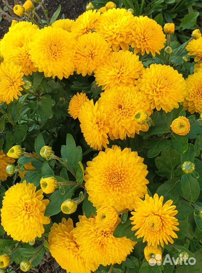 Хризантемы мультифлора