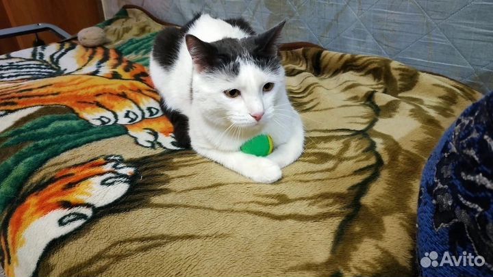 Кошки в добрые руки