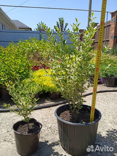 Посадочный материал, декоративные растения