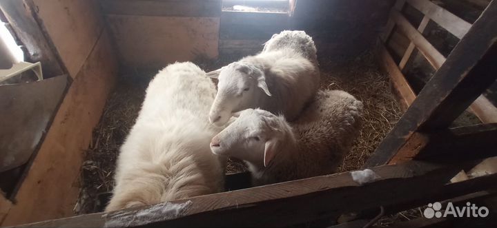 Бараны. Порода-Дорпер