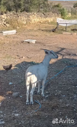 Нубийская коза