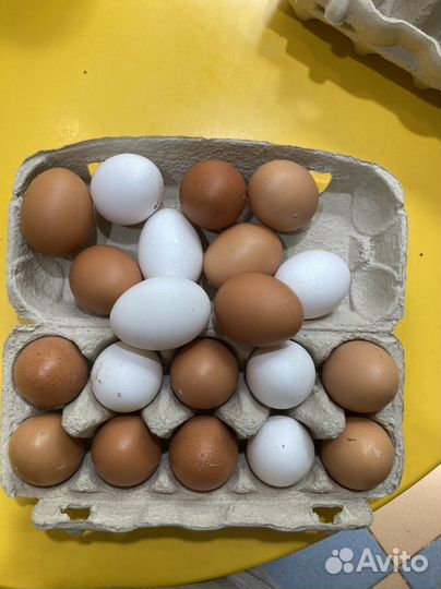 Домашние куриные яйца