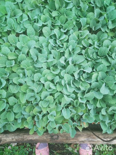 Рассада овощей и цветов