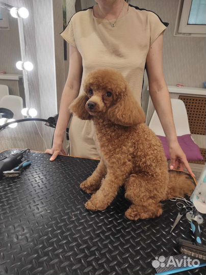 Стрижка собак, стрижка кошек бесплатно/Груминг