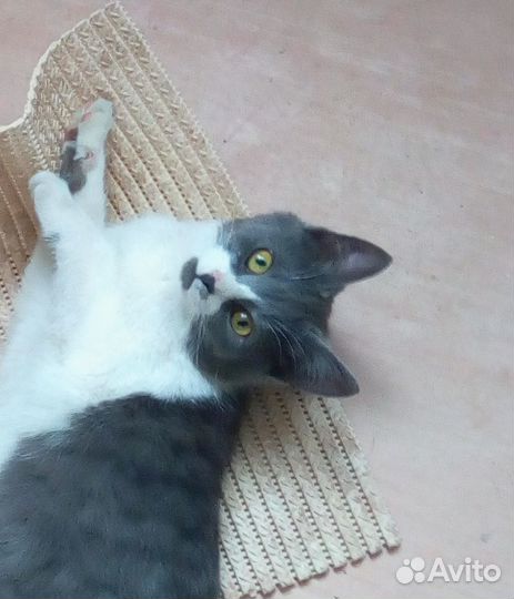 Кошечка 6 мес