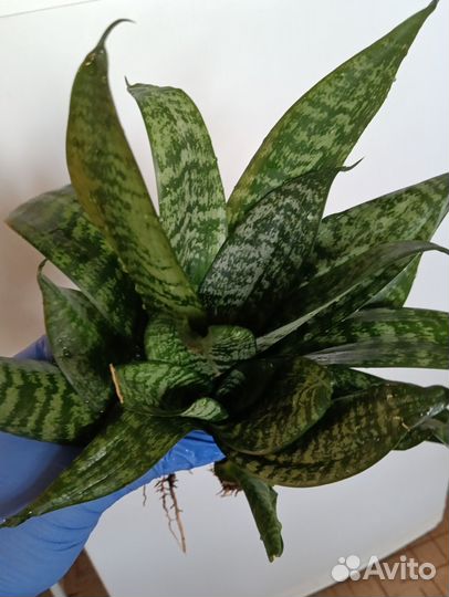 Сансивьерия