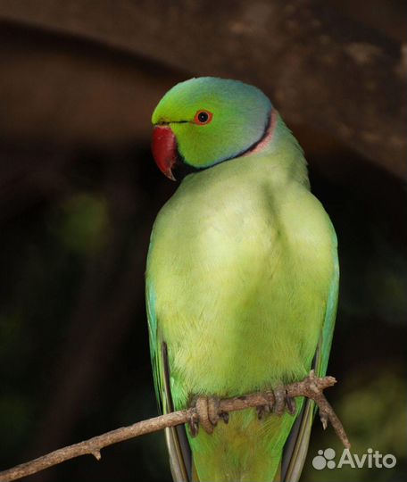 Ожереловый попугай