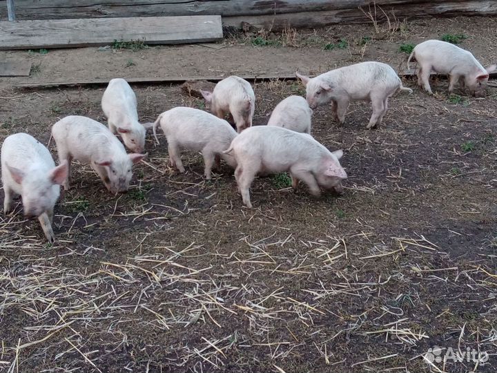 Поросята