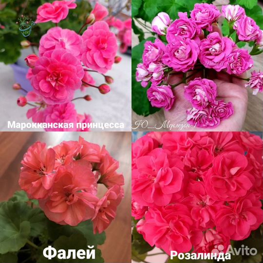 Сортовая пеларгония