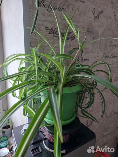 Комнатные цветы