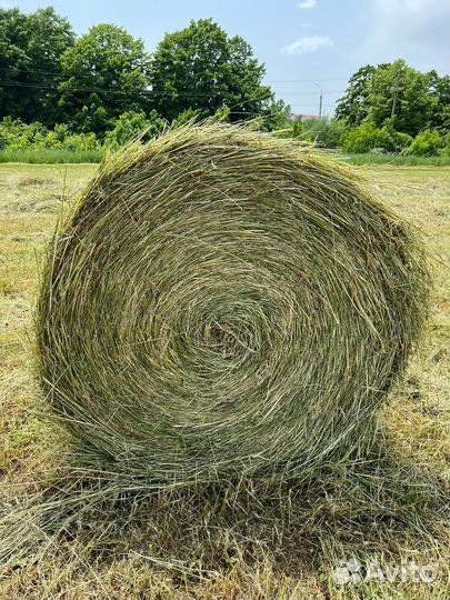Сено люцерны