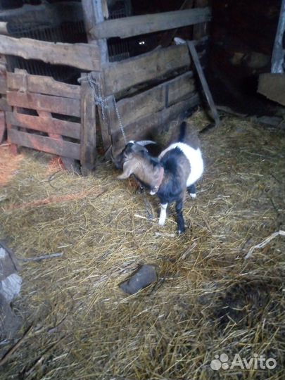 Козел,коза, козлята