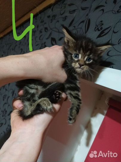 Котята мейн-кун