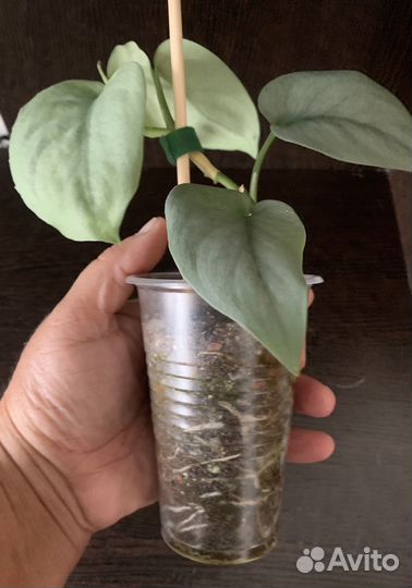 Сциндапсус Платинум