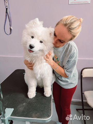 Груминг (стрижка собак)