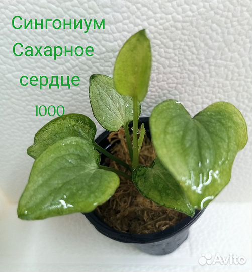 Комнатные растения (разные)