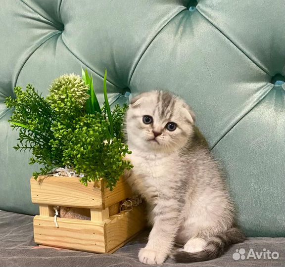 Шотландские котята