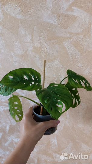 Монстера манки маск