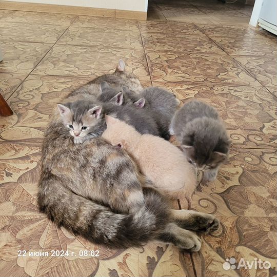 Котята в добрые руки