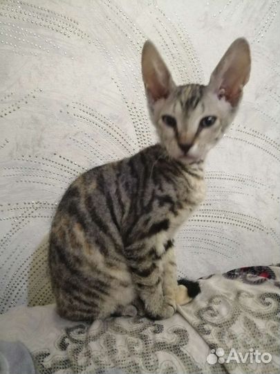 Донской сфинкс