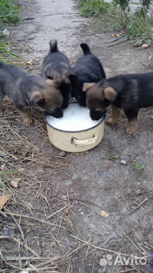 Щенки