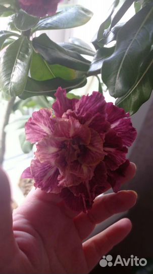 Адениум привитый