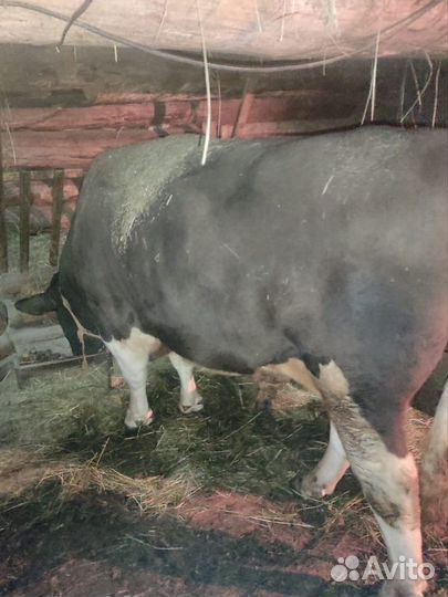 Бык на мясо