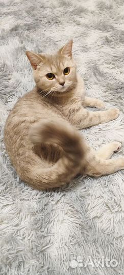 Британская кошка вязка