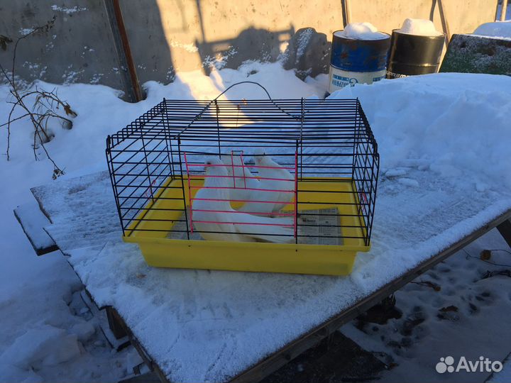 Продам статных голубей