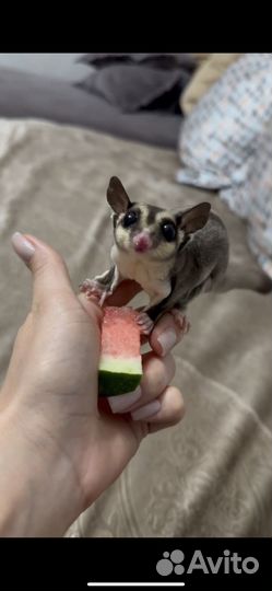 Белка летяга