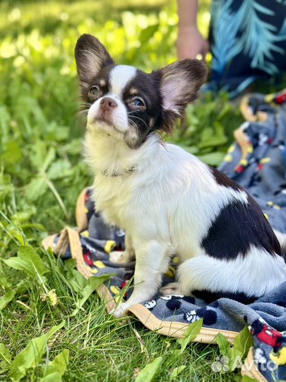 Чихуахуа мальчик