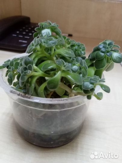 Комнатные растения цветы