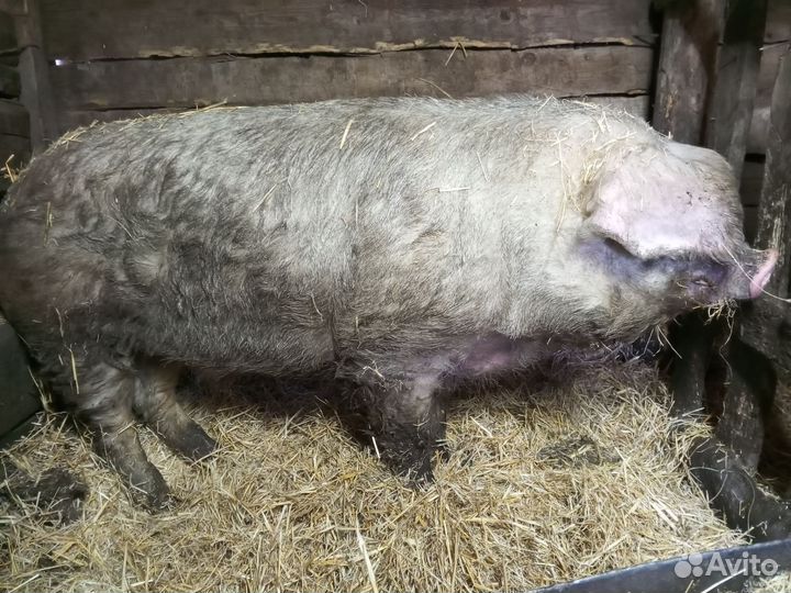 Хряк на племя или обмен