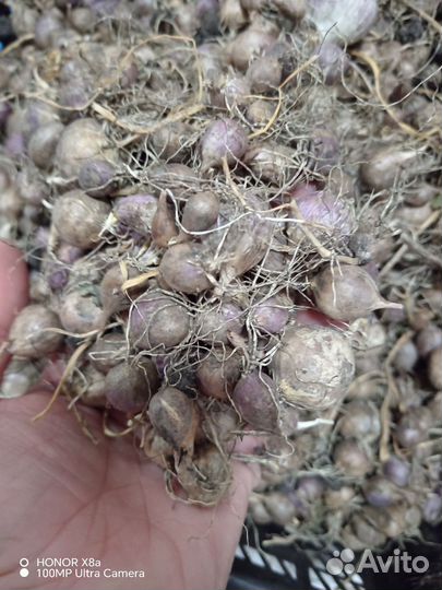 Чеснок озимый семенной