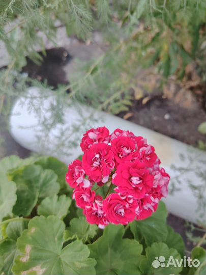 Пеларгония (герань)