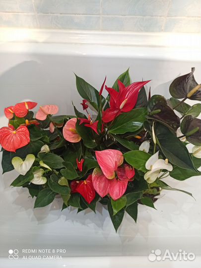 Антуриум микс