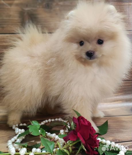 Померанский шпиц