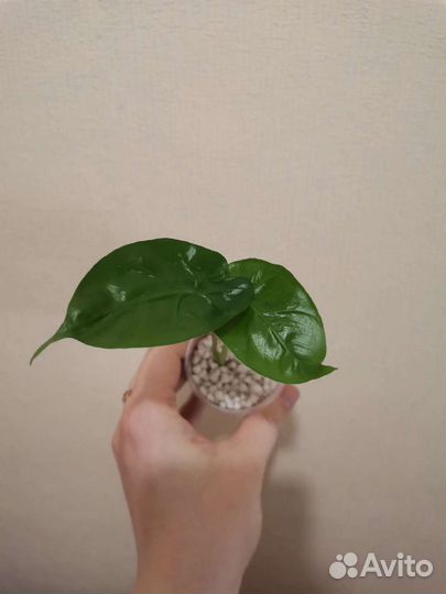 Alocasia Dragon tail